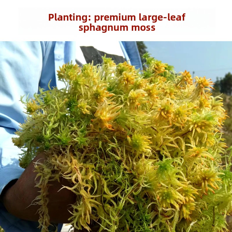 Preserved Moss Sheet - Musgo Sphagnum Seco de Grado A,